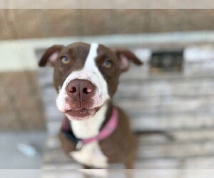 American Pit Bull Terrier-Unknown Mix Dogs for adoption in Tulsa, OK, USA