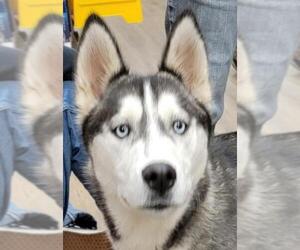 Siberian Husky Dogs for adoption in Olalla, WA, USA