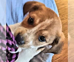 Mutt Dogs for adoption in Rutherfordton, NC, USA