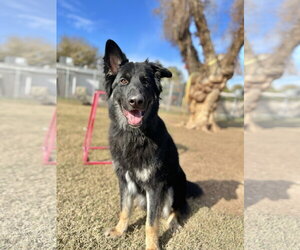 German Shepherd Dog-Unknown Mix Dogs for adoption in Chandler, AZ, USA