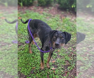Catahoula Leopard Dog-Unknown Mix Dogs for adoption in Ocala, FL, USA