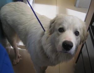 Great Pyrenees Dogs for adoption in Johnson City, TN, USA