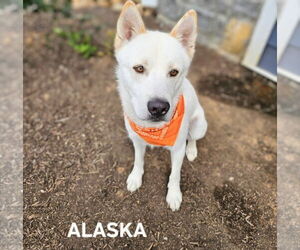 - Mix Dogs for adoption in Maryville, TN, USA