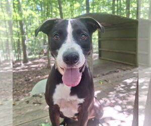 Labrador Retriever-Unknown Mix Dogs for adoption in McCormick, SC, USA