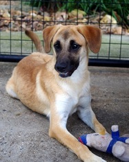 German Shepherd Dog-Great Dane Mix Dogs for adoption in Yardley, PA, USA
