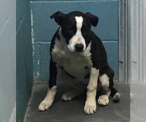 Boxador Dogs for adoption in Clarkesville, GA, USA