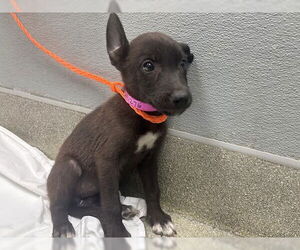 German Shepherd Dog-Unknown Mix Dogs for adoption in Las Vegas, NV, USA