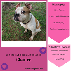 Bulloxer Dogs for adoption in Reeds, MO, USA