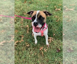 Boxer Dogs for adoption in Nashville, TN, USA