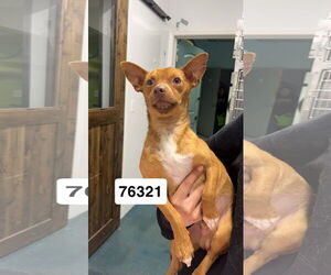 Chihuahua-Unknown Mix Dogs for adoption in Chico, CA, USA
