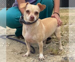 Chihuahua-Unknown Mix Dogs for adoption in Washington, DC, USA