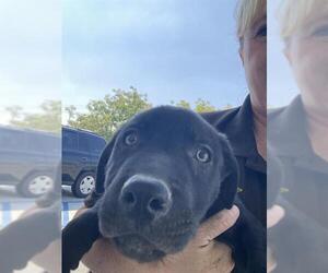 Labrador Retriever Dogs for adoption in Bakersfield, CA, USA