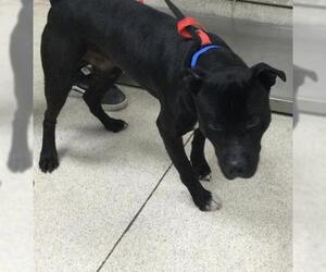 American Pit Bull Terrier Dogs for adoption in Riverside, CA, USA