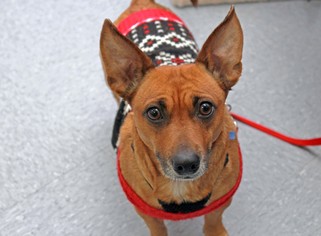 Chi-Corgi Dogs for adoption in Raleigh, NC, USA