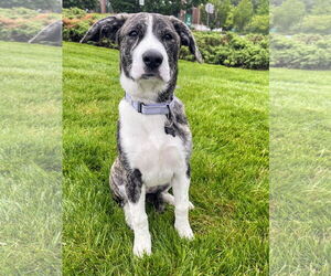 Great Pyrenees-Mastiff Mix Dogs for adoption in Rockaway, NJ, USA