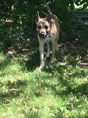 Mutt Dogs for adoption in Wyandotte, MI, USA