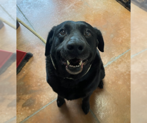 Labrador Retriever Dogs for adoption in Bolivar, MO, USA