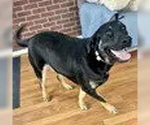 Black and Tan Coonhound-German Shepherd Dog Mix Dogs for adoption in Bristol, CT, USA