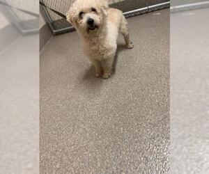 Shih-Poo Dogs for adoption in Louisville, KY, USA