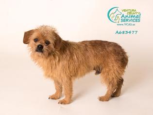 Norfolk Terrier-Unknown Mix Dogs for adoption in Camarillo, CA, USA