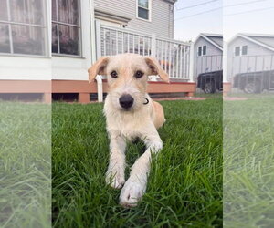 Mutt Dogs for adoption in New London, WI, USA