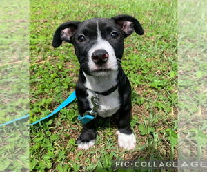 Labrador Retriever-Unknown Mix Dogs for adoption in Virginia Beach, VA, USA