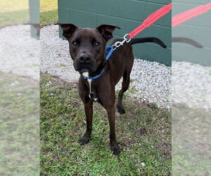 Labrador Retriever-Unknown Mix Dogs for adoption in Naples, FL, USA