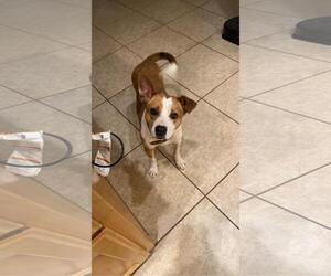 American Pit Bull Terrier-Unknown Mix Dogs for adoption in Denton, TX, USA