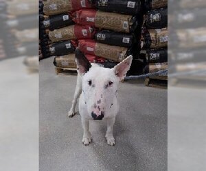 Bull Terrier Dogs for adoption in San Antonio, TX, USA