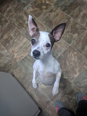Rat-Cha Dogs for adoption in Rincon, GA, USA