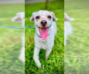 Poodle (Miniature)-Unknown Mix Dogs for adoption in Pacolet, SC, USA