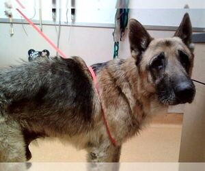 German Shepherd Dog Dogs for adoption in Martinez, CA, USA