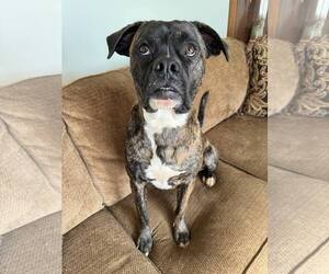 Boxer Dogs for adoption in Burnsville, MN, USA