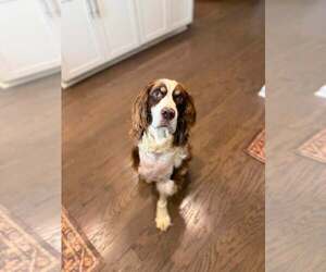 Mutt Dogs for adoption in Greenville, SC, USA