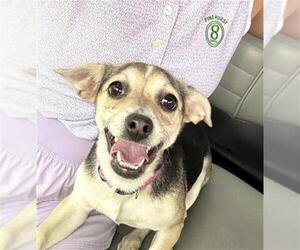 Chihuahua Dogs for adoption in San Antonio, TX, USA