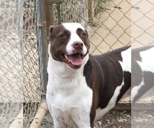 American Pit Bull Terrier-Unknown Mix Dogs for adoption in Heber Springs, AR, USA