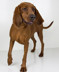 Redbone Coonhound Dogs for adoption in Minneapolis, MN, USA