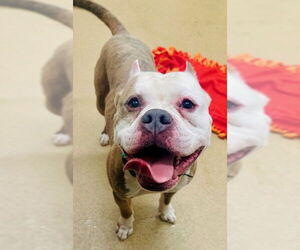 American Bulldog-Unknown Mix Dogs for adoption in Derwood, MD, USA