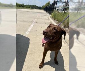 Labrador Retriever Dogs for adoption in Houston, TX, USA
