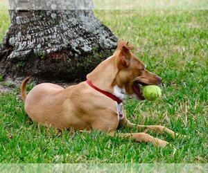 Mutt Dogs for adoption in Plantation, FL, USA