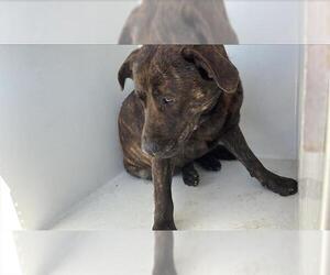 Plott Hound Dogs for adoption in Houston, TX, USA