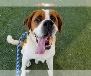 Saint Bernard Dogs for adoption in Camarillo, CA, USA