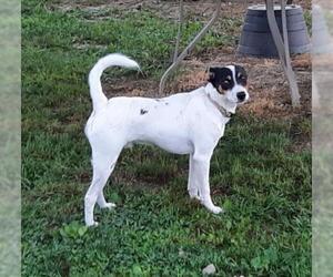 Mutt Dogs for adoption in Bicknell, IN, USA