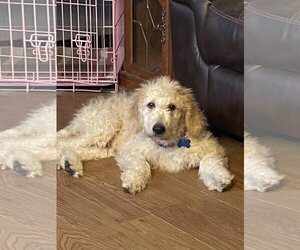 Goldendoodle Dogs for adoption in Sioux Falls, SD, USA