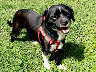 Puggle Dogs for adoption in Marina del Rey, CA, USA