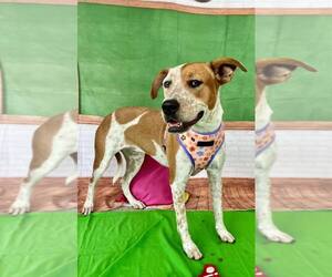 Mutt Dogs for adoption in Sanderson, FL, USA