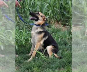 German Shepherd Dog Dogs for adoption in Cochise, AZ, USA