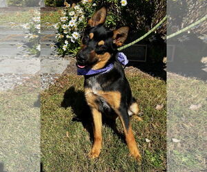 Mutt Dogs for adoption in Warrenton, VA, USA
