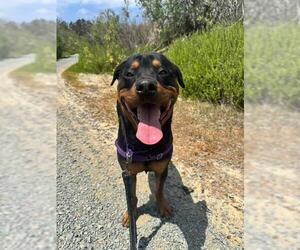 Rottweiler-Unknown Mix Dogs for adoption in Chula Vista, CA, USA