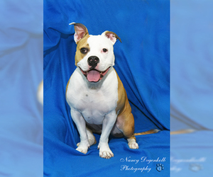 Bulldog Dogs for adoption in Rohnert Park, CA, USA
